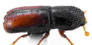 Гравер обыкновенный – вредитель хвойных пород