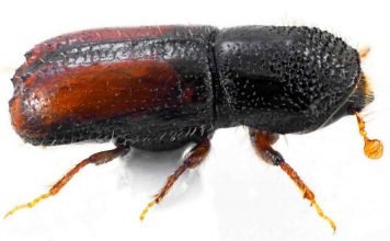 Гравер обыкновенный – вредитель хвойных пород