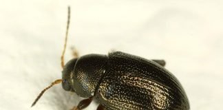 Хлебные блошки – вредители злаковых растений