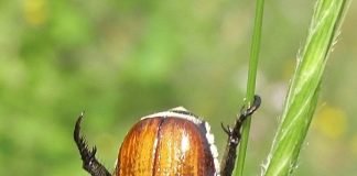 Хлебный жук – враг урожая