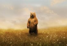 Интересные сведения о некоторых животных планеты Земля