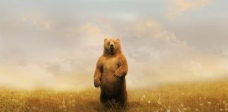 Интересные сведения о некоторых животных планеты Земля