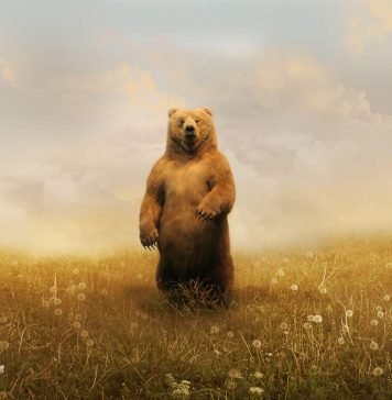 Интересные сведения о некоторых животных планеты Земля