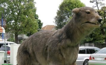 Японский волк – истребленный вид