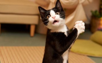 Ученым удалось расшифровать язык кошек