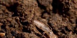 Эмбия – реликтовое насекомое