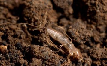 Эмбия – реликтовое насекомое