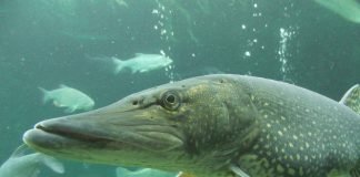 Особенности дыхания у рыб