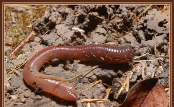 Как размножаются дождевые черви?