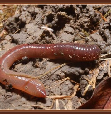 Как размножаются дождевые черви?