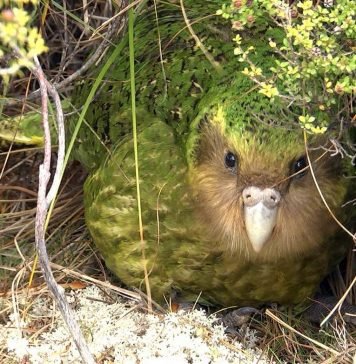 Какапо — абориген Новой Зеландии
