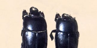 Карапузик – жук с непробиваемой броней