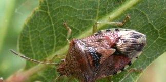 Клопы: разнообразие видов и образ жизни