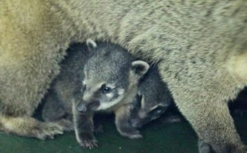 В зоопарке Красноярска показали детенышей коати (носух)
