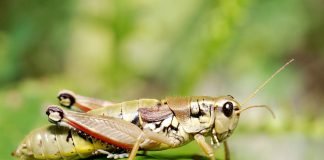Кобылка бескрылая – нелетающий кузнечик