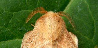 Коконопряд кольчатый. Что это за бабочка?