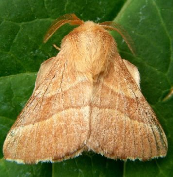 Коконопряд кольчатый. Что это за бабочка?