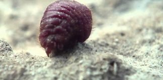 Кошениль араратская – насекомое с величественной окраской