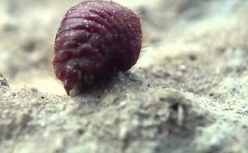 Кошениль араратская – насекомое с величественной окраской