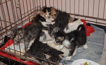 В одном из городов Канады котят выбрасывают в урны