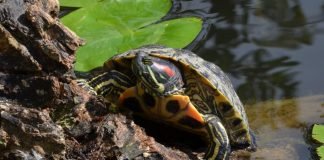 Как кормят красноухих черепах?