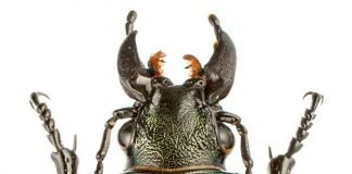 Красотел сетчатый: фото, описание жука