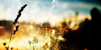 Мифы о животных: легенда о пауке-спасителе (сказание из Южной Америки)