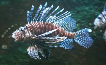 Летает ли рыба-крылатка?