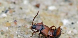 Ломехуза – «иждивенец» муравьев