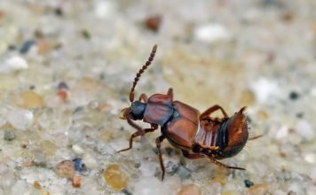 Ломехуза – «иждивенец» муравьев