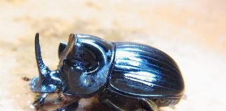 Лунный копр – жук, заботящийся о потомстве