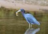 Малая голубая цапля