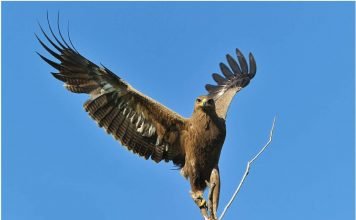 Малый подорлик – профессиональный охотник