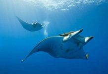 Скат манта – ужас морских глубин