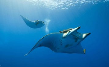 Скат манта – ужас морских глубин