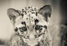 Флоридский дымчатый леопард «предоставил» новые фото своих детенышей
