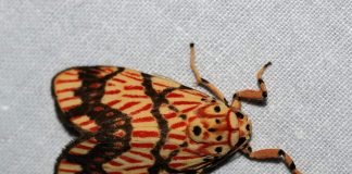 Бабочки медведицы: описание, виды