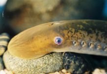 Минога речная европейская