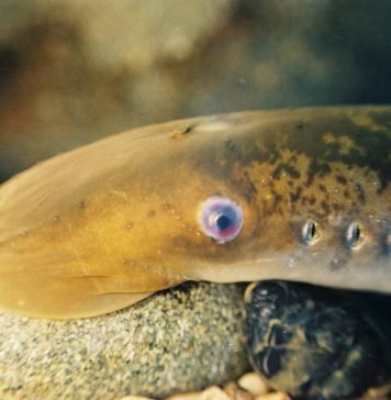 Минога речная европейская