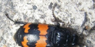 Жук-могильщик – санитар природы