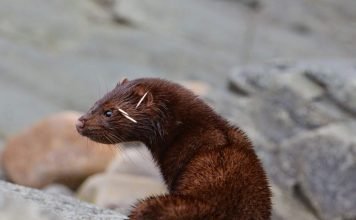 Морская норка – вымершее животное с красивым мехом