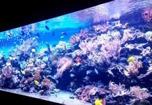 Морской океанариум в Москве