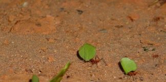 Муравьи-листорезы — садоводы-любители