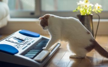 Написана уникальная музыка, способная сделать кошек ласковыми