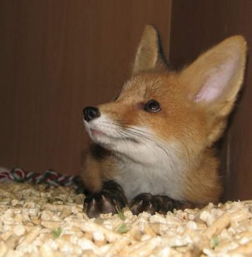 Новосибирские зоозащитники решили построить своими силами приют для животных