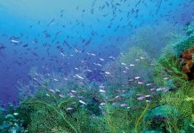 Обитатели Черного моря: кто они?