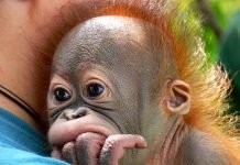У маленького орангутанга Буди теперь есть товарищ для игр