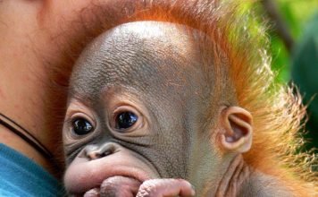 У маленького орангутанга Буди теперь есть товарищ для игр