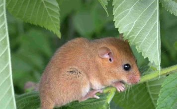 Орешниковая соня – малышка, любящая тепло