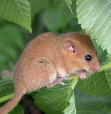 Орешниковая соня – малышка, любящая тепло